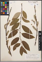 Foto von Salix caprea L. x Salix lapponum L.
